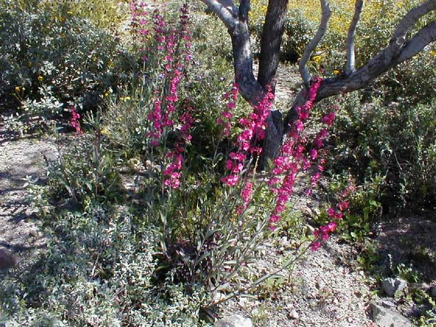 flowering-desert-plants-for-landscaping-16_2 Цъфтящи пустинни растения за озеленяване
