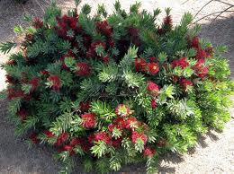 flowering-desert-plants-for-landscaping-16_3 Цъфтящи пустинни растения за озеленяване