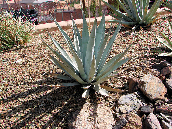 flowering-desert-plants-for-landscaping-16_5 Цъфтящи пустинни растения за озеленяване
