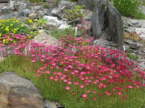 flowering-rock-garden-plants-48 Цъфтящи алпинеуми