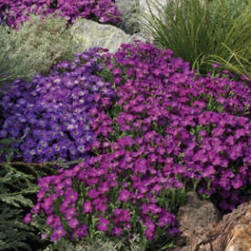 flowering-rock-garden-plants-48_10 Цъфтящи алпинеуми