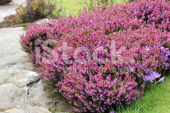 flowering-rock-garden-plants-48_13 Цъфтящи алпинеуми