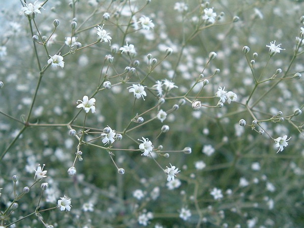 flowering-rock-garden-plants-48_15 Цъфтящи алпинеуми