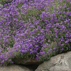 flowering-rock-garden-plants-48_19 Цъфтящи алпинеуми