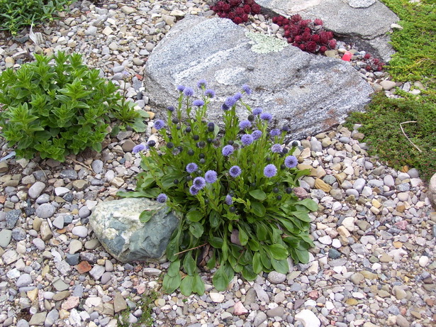 flowering-rock-garden-plants-48_4 Цъфтящи алпинеуми