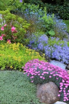 flowering-rock-garden-plants-48_5 Цъфтящи алпинеуми