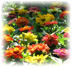 flowers-for-japanese-garden-46 Цветя за японска градина