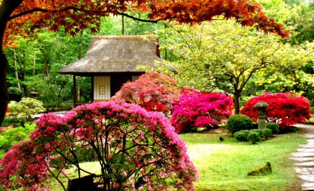 flowers-for-japanese-garden-46_15 Цветя за японска градина