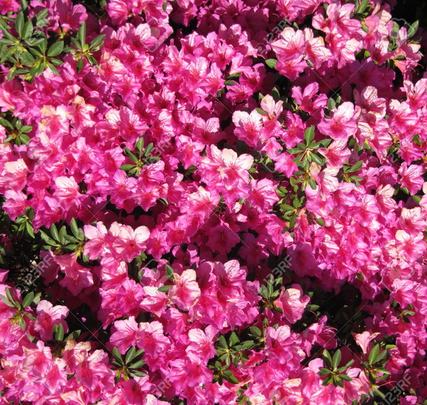 flowers-for-japanese-garden-46_5 Цветя за японска градина