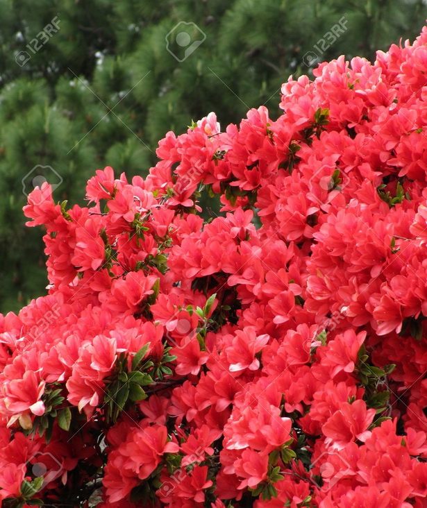 flowers-for-japanese-garden-46_6 Цветя за японска градина