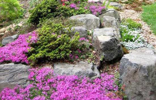 flowers-for-rock-gardens-ideas-30_11 Цветя за алпинеуми идеи