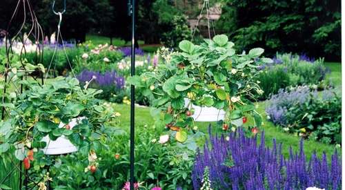 formal-english-garden-plants-87_6 Официални английски градински растения