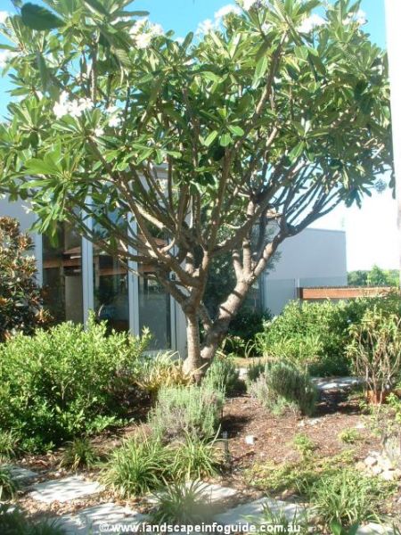 frangipani-garden-design-ideas-46 Франджипани градински дизайн идеи