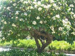 frangipani-garden-design-ideas-46_12 Франджипани градински дизайн идеи