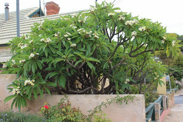 frangipani-garden-design-ideas-46_16 Франджипани градински дизайн идеи