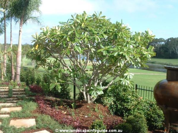 frangipani-garden-design-ideas-46_3 Франджипани градински дизайн идеи