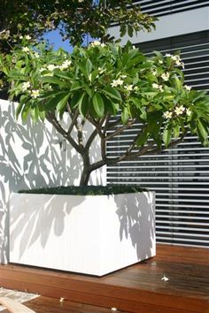 frangipani-garden-design-ideas-46_6 Франджипани градински дизайн идеи