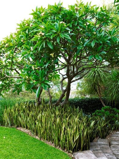 frangipani-garden-design-09_15 Франджипани градина дизайн