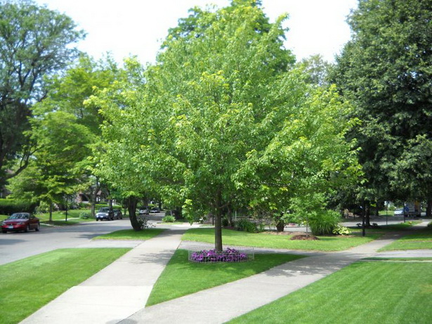 front-yard-landscaping-trees-04_12 Преден двор озеленяване дървета