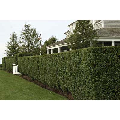 front-yard-privacy-landscaping-ideas-60_6 Идеи за озеленяване на предния двор