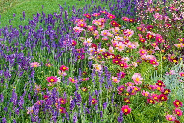 garden-border-flowers-67_11 Градински бордюр цветя