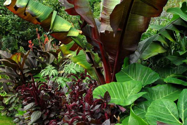 garden-tropical-plants-60 Градински тропически растения