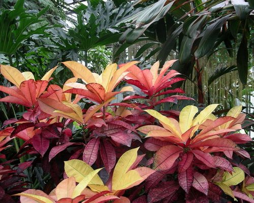 garden-tropical-plants-60_10 Градински тропически растения