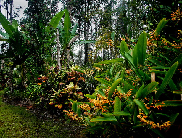 garden-tropical-plants-60_11 Градински тропически растения