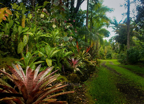 garden-tropical-plants-60_12 Градински тропически растения