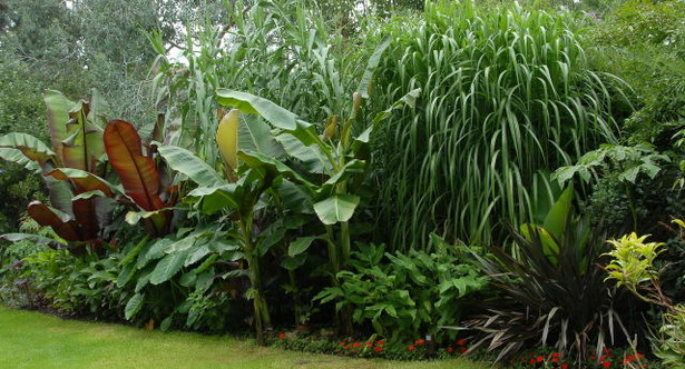 garden-tropical-plants-60_5 Градински тропически растения