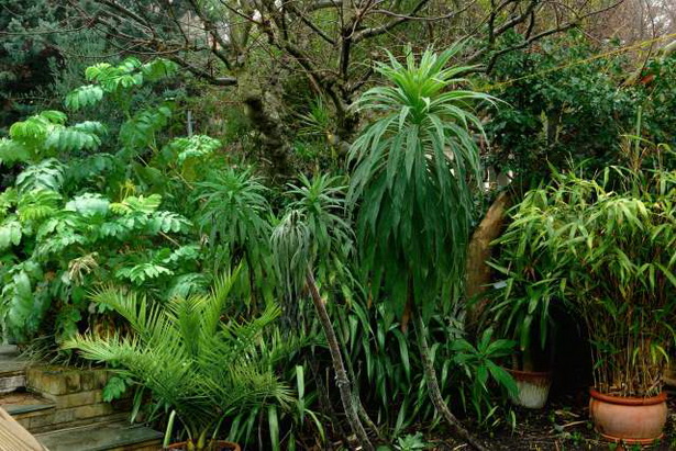 garden-tropical-plants-60_6 Градински тропически растения