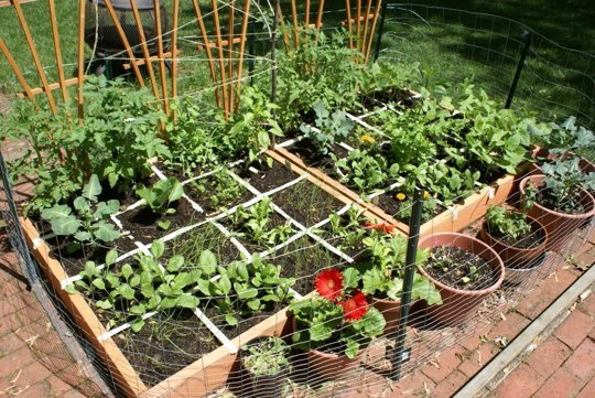 Отглеждане на зеленчуци в малка градина