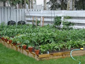 growing-vegetables-in-a-small-garden-37_8 Отглеждане на зеленчуци в малка градина