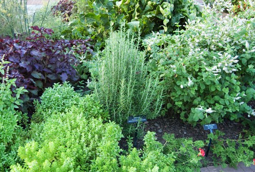 herb-garden-58 Билкова градина