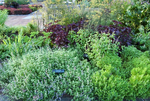 herb-garden-58_11 Билкова градина