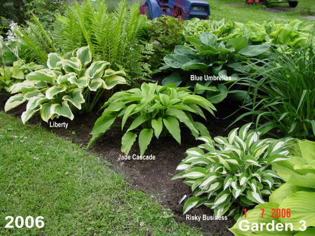 hosta-garden-design-ideas-55_7 Хоста градински дизайн идеи
