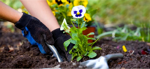 house-gardening-tips-86 Къща градинарство съвети