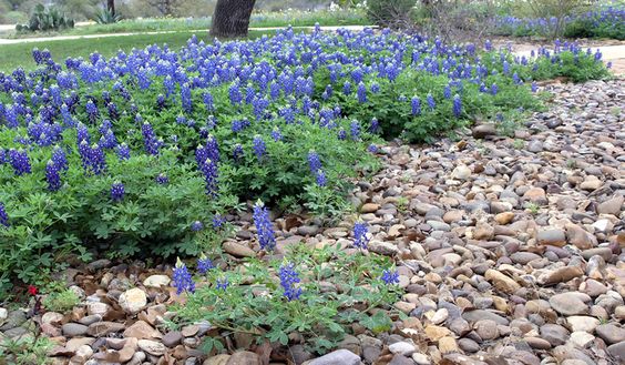 how-to-build-a-rock-flower-bed-34_3 Как да се изгради рок цветна леха