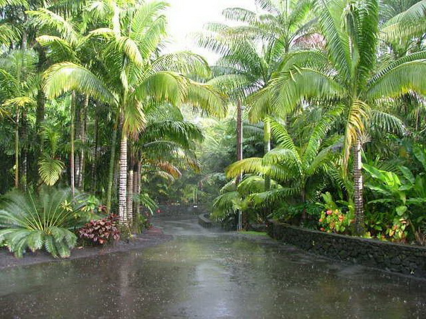 how-to-create-a-tropical-landscape-21_9 Как да създадете тропически пейзаж