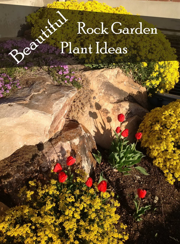 ideas-for-rock-gardens-98_15 Идеи за алпинеуми