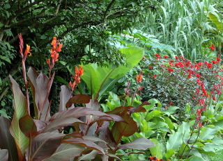 ideas-for-tropical-gardens-75_9 Идеи за тропически градини