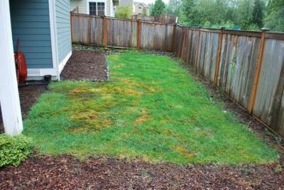 inexpensive-landscaping-ideas-for-small-yards-77_19 Евтини идеи за озеленяване за малки дворове