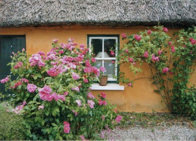 irish-cottage-gardens-43_9 Ирландски Къщички градини