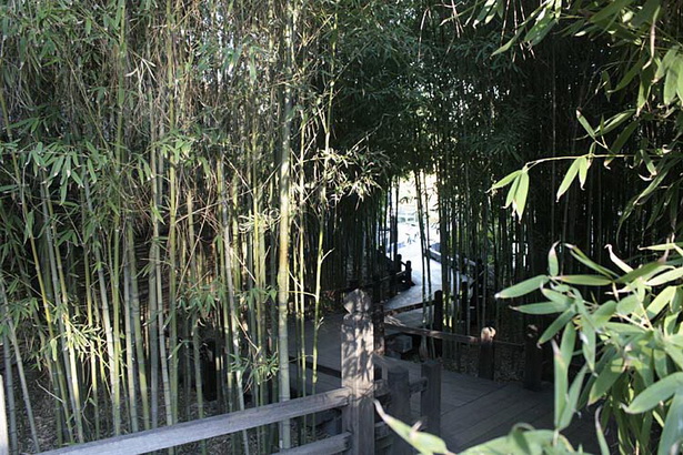 japanese-garden-bamboo-12_11 Японски градински бамбук