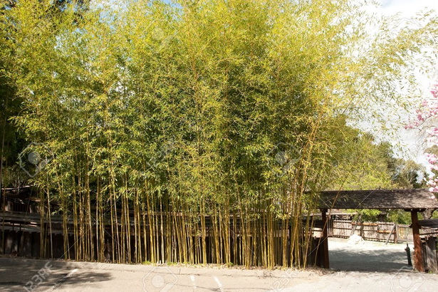 japanese-garden-bamboo-12_14 Японски градински бамбук