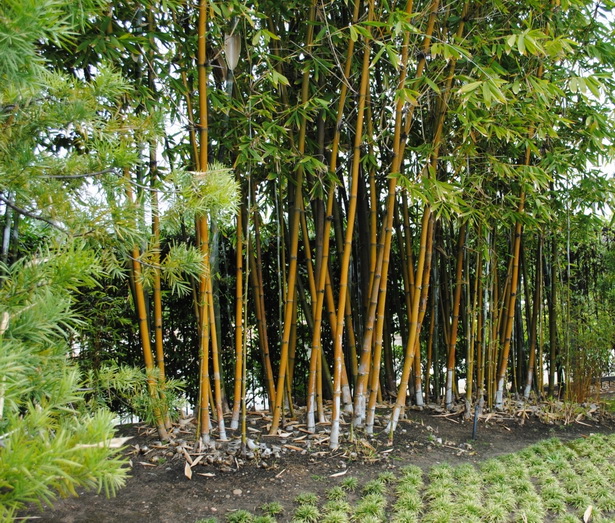 japanese-garden-bamboo-12_16 Японски градински бамбук