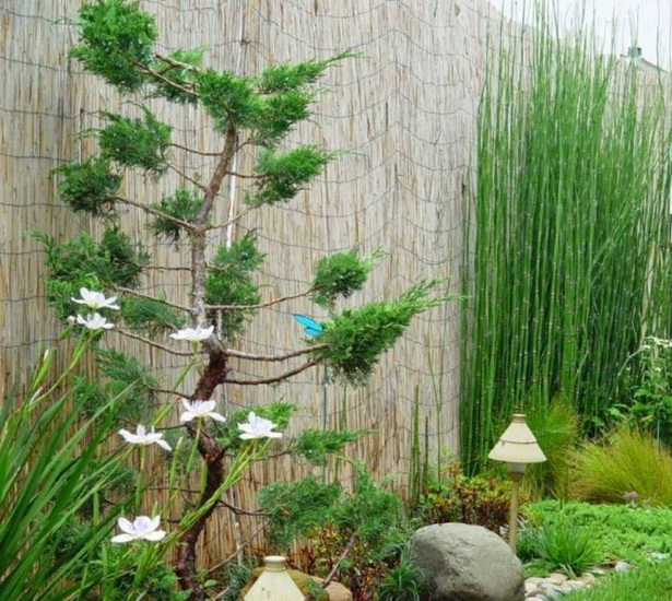 japanese-garden-bamboo-12_17 Японски градински бамбук