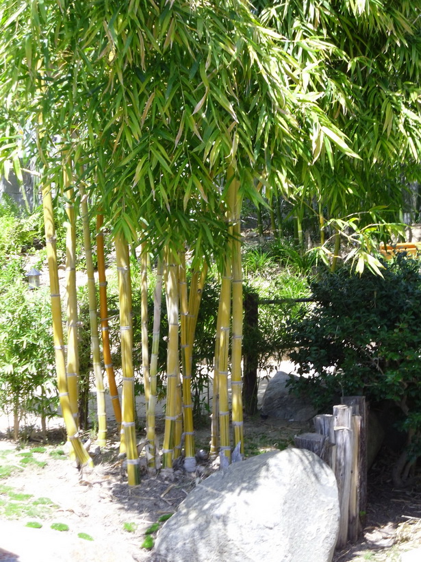 japanese-garden-bamboo-12_18 Японски градински бамбук