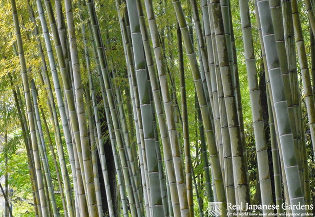 japanese-garden-bamboo-12_3 Японски градински бамбук