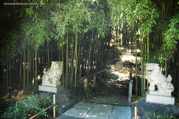 japanese-garden-bamboo-12_4 Японски градински бамбук